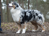 australian shepherd