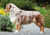 australian shepherd