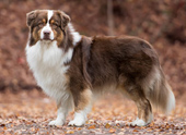 australian shepherd