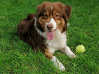 australian shepherd