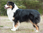 australian shepherd