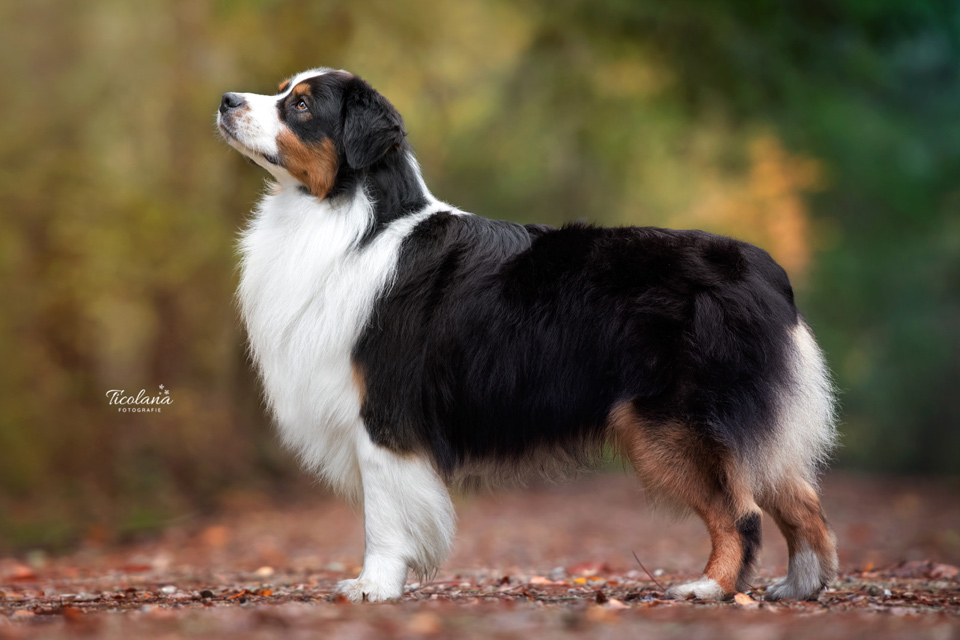 Australian shepherd Orlando