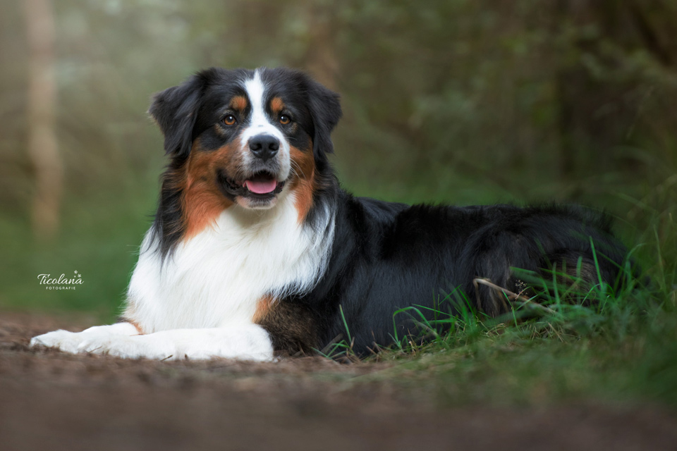 Australian shepherd Orlando