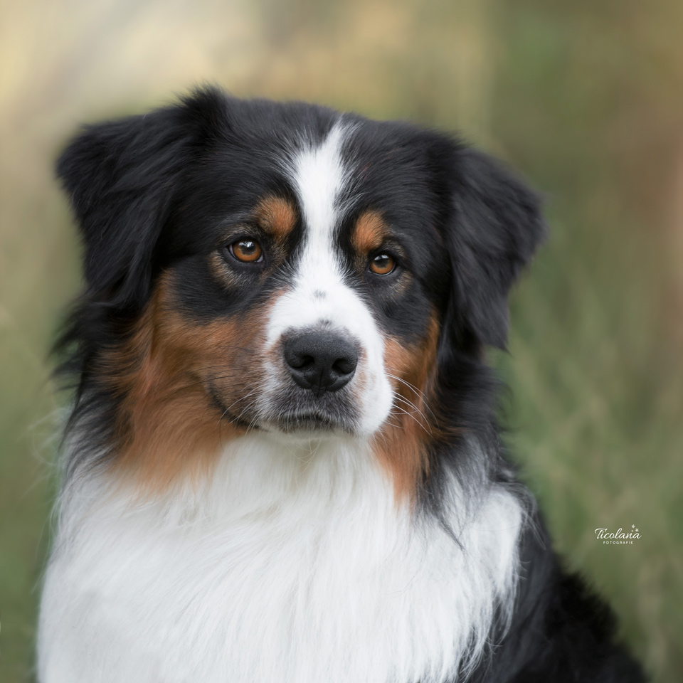 Australian shepherd Orlando