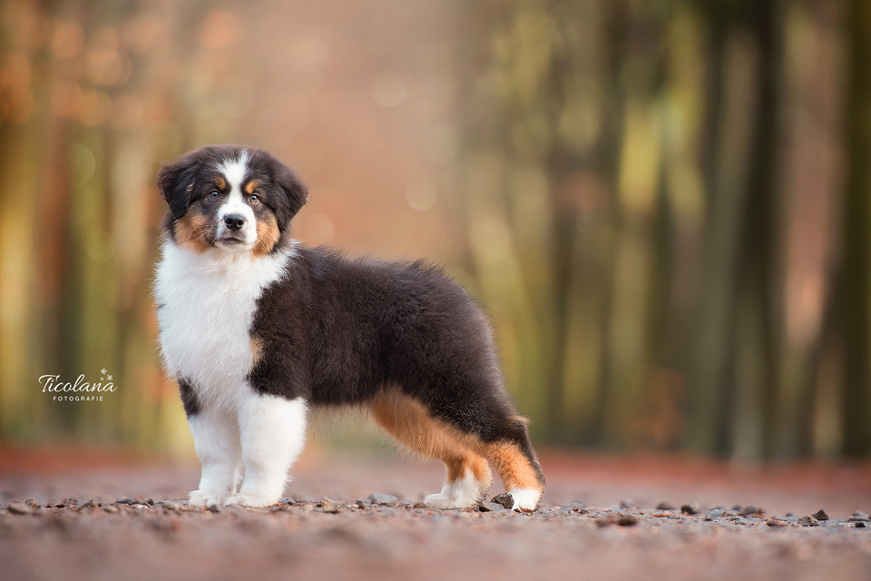 Australian shepherd Orlando