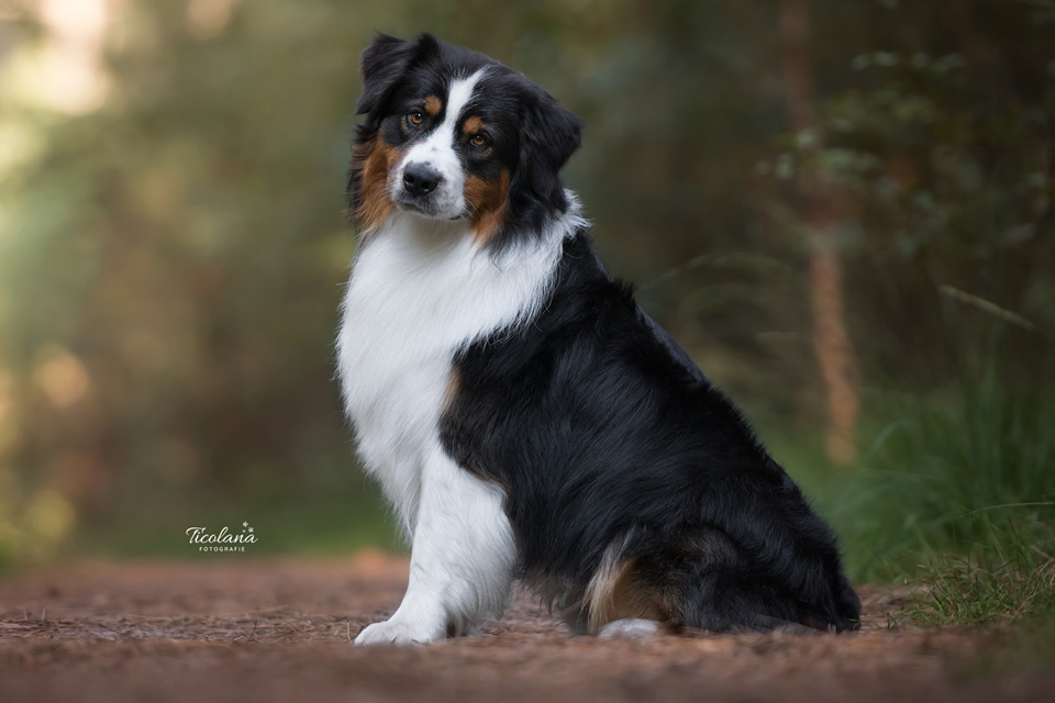 Australian shepherd Orlando