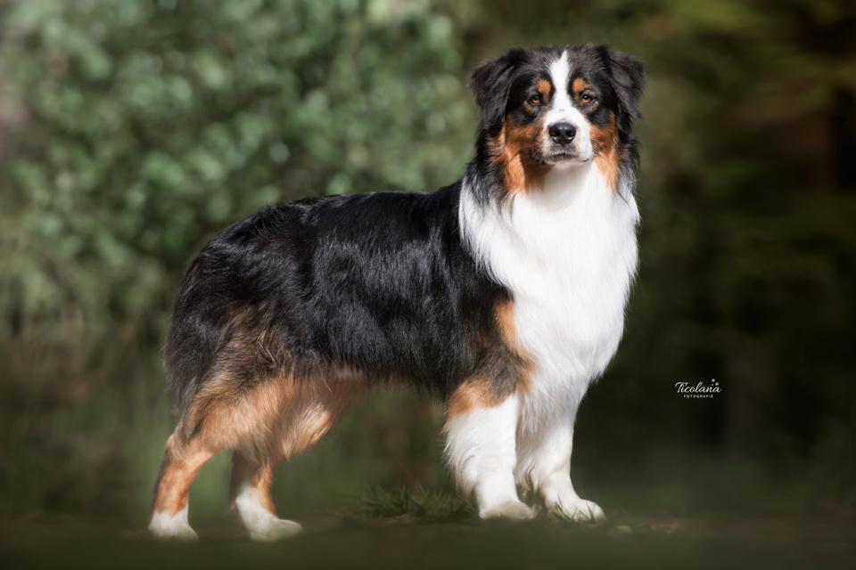 Australian shepherd Orlando