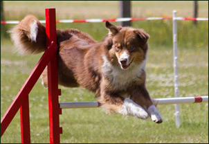 Agility