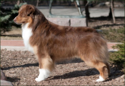 ASCA/CKC/AKC CH. Kinring's Napoleon 'Stuart'