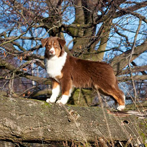 Australian shepherd Patch at 6 months old