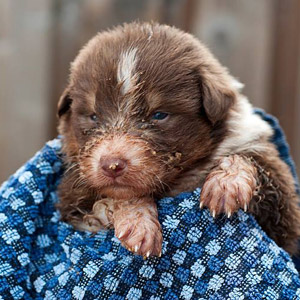 Australian shepherd Patch at 2 weeks old