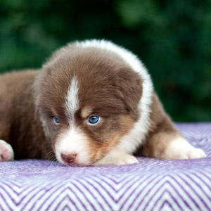 Australian shepherd Patch at 4 weeks old