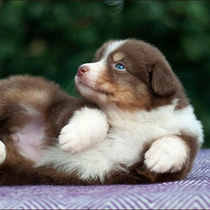 Australian shepherd Patch at 4 weeks old