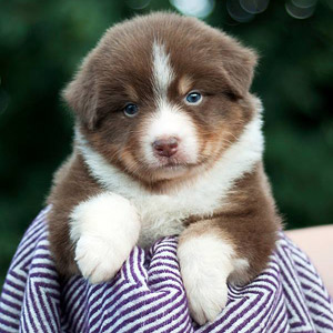 Australian shepherd Patch at 4 weeks old