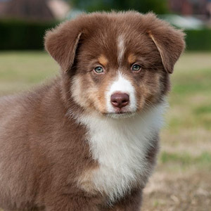 Australian shepherd Patch at 9 weeks old