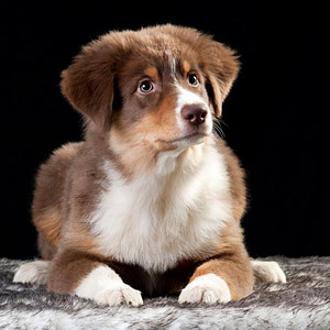 Australian shepherd Patch at 4 months old