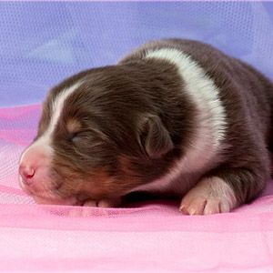 Australian shepherd Patch at 1 week old