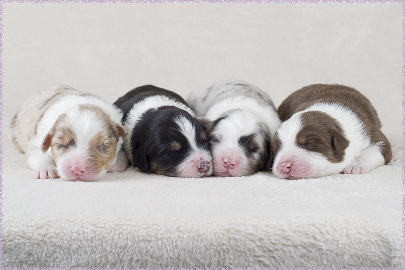 Australian shepherd pups