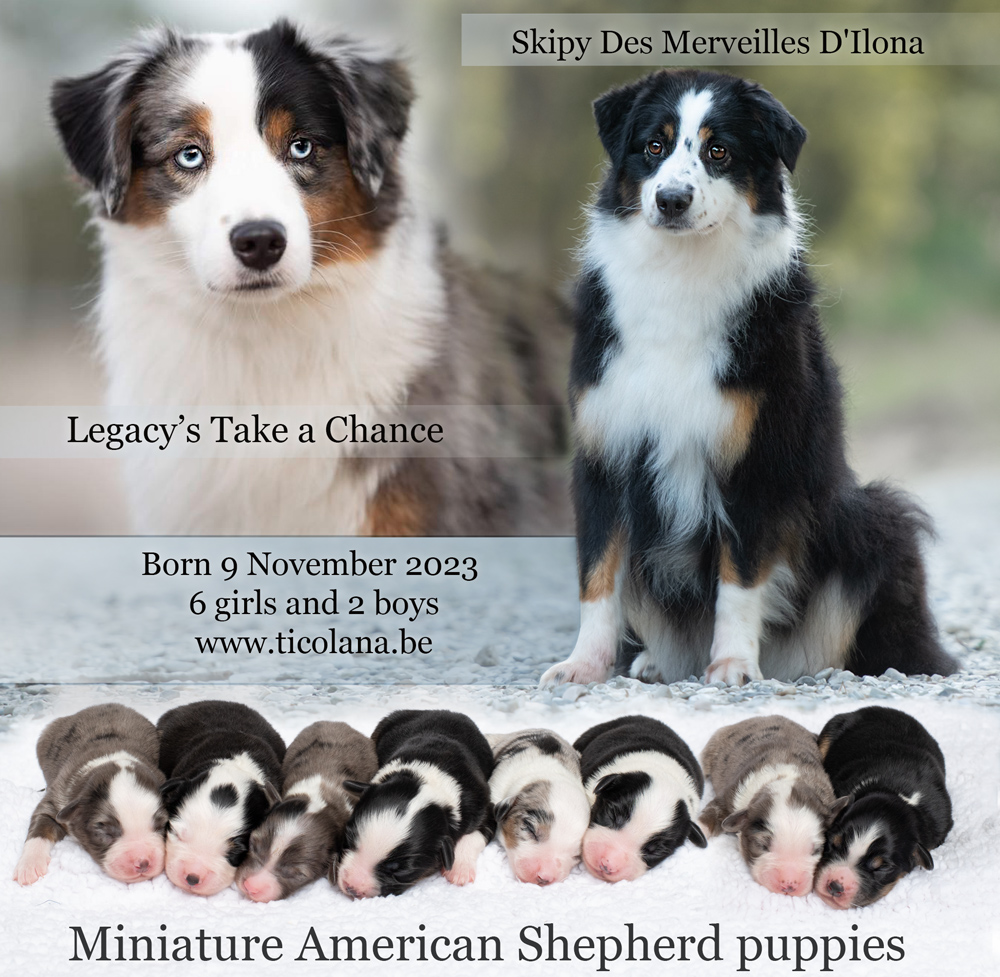 Miniature American Shepherd puppies