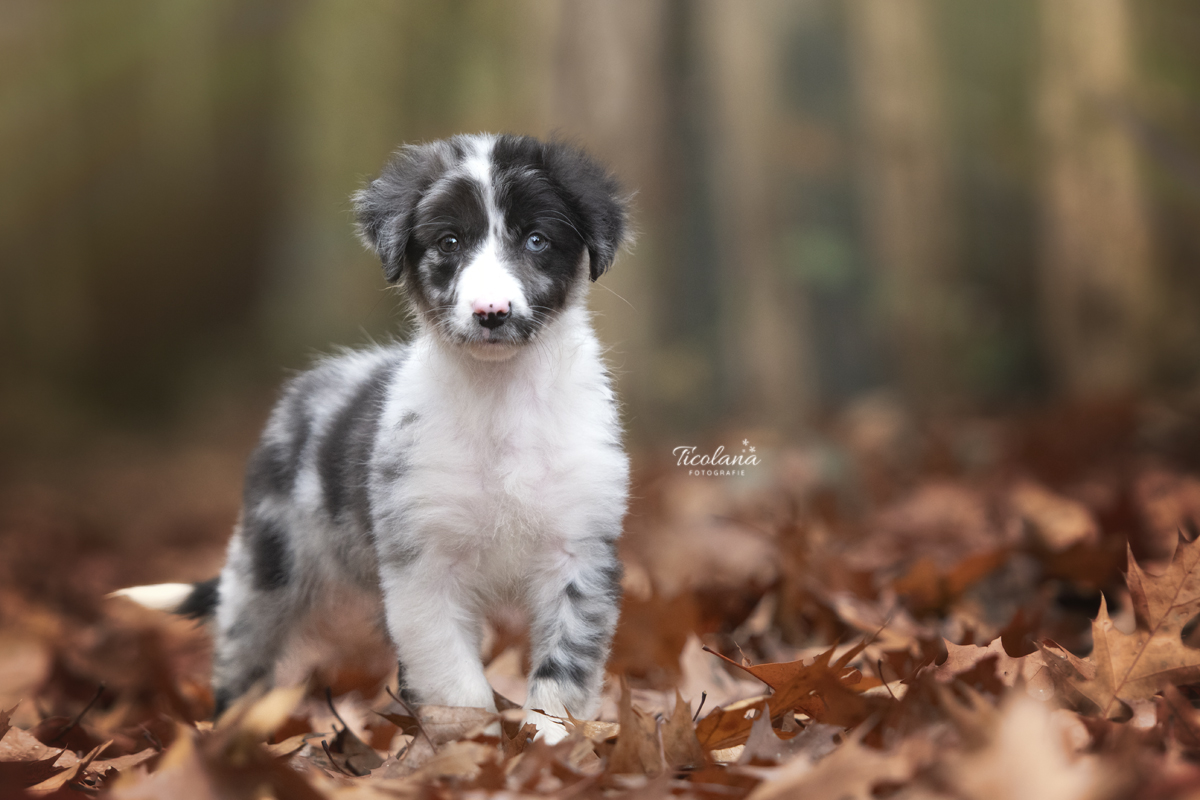 Australian shepherd pups