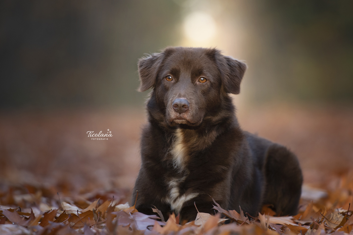 Australian shepherd pups