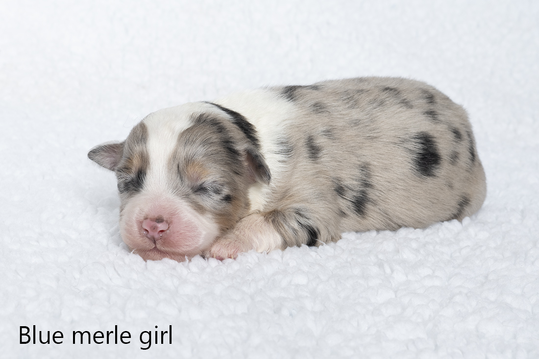 Miniature American shepherd pups
