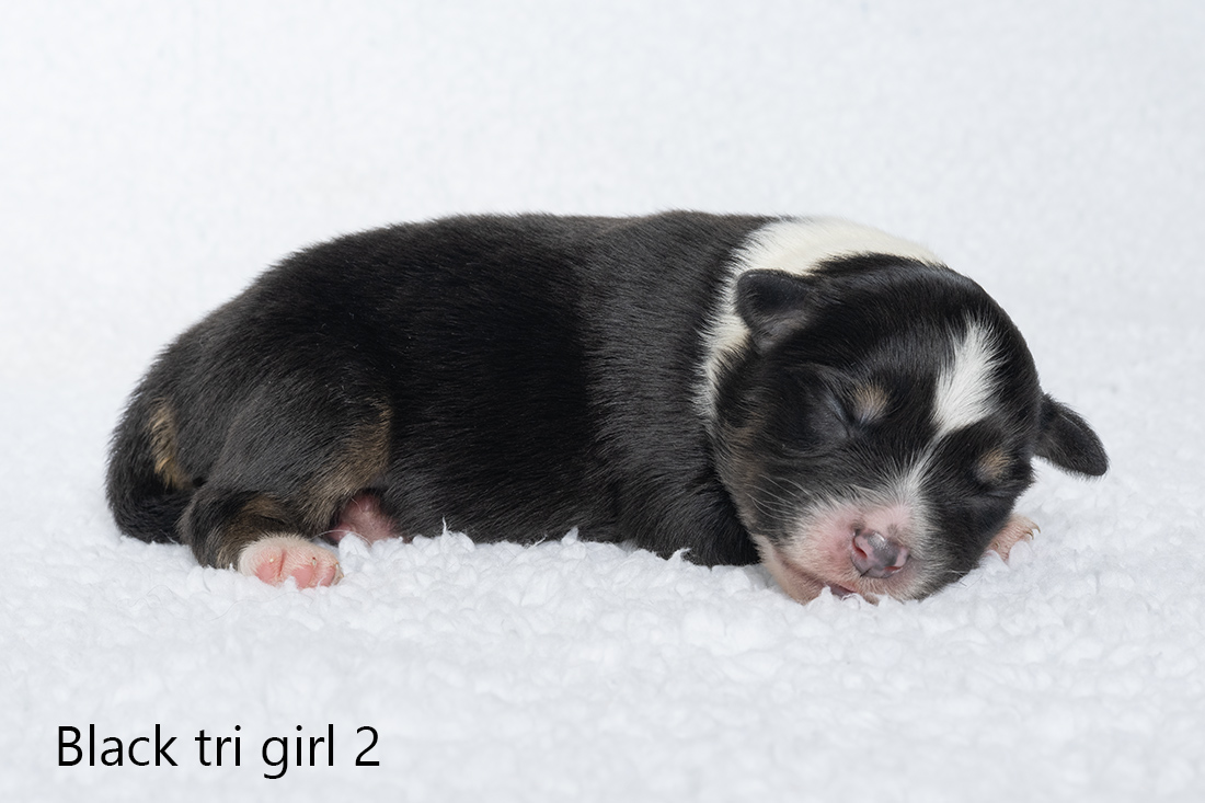 Miniature American shepherd pups