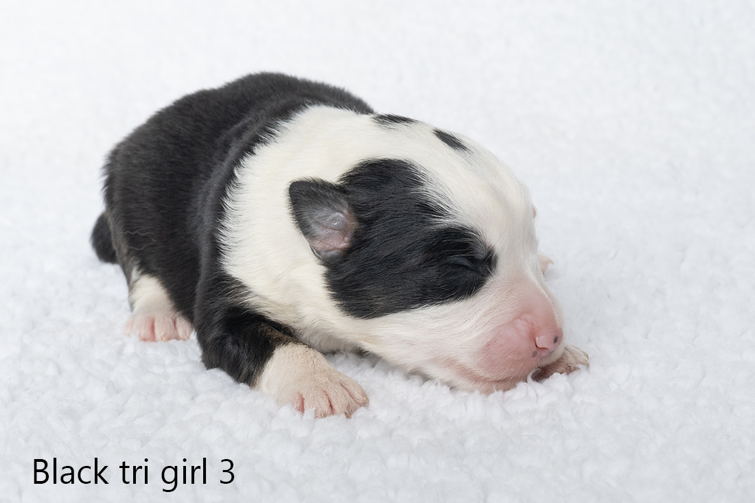 Miniature American shepherd pups