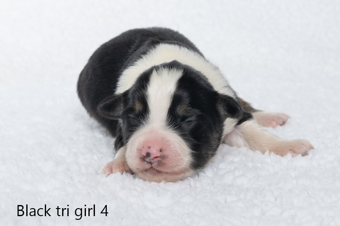 Miniature American shepherd pups