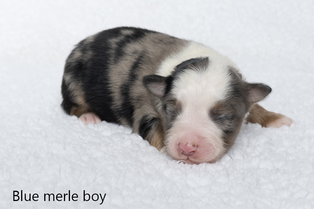 Miniature American shepherd pups