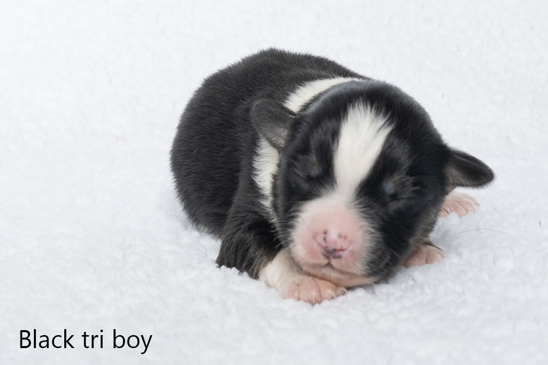 Miniature American shepherd pups