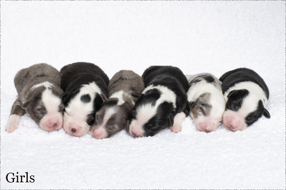 Australian Shepherd