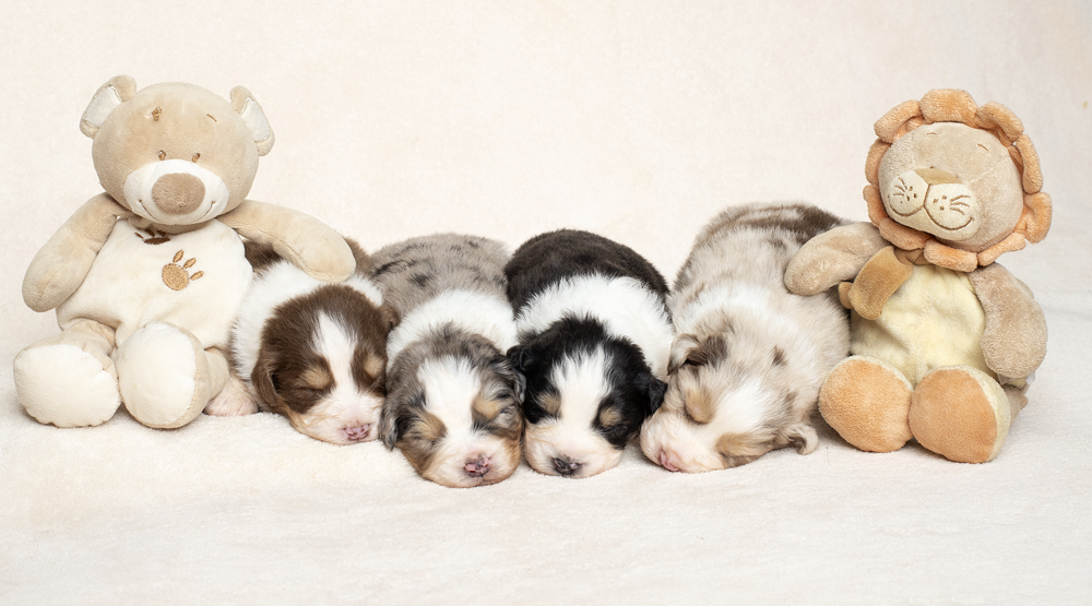Australian Shepherd pups