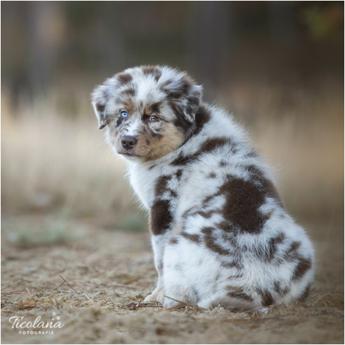 Australische herder red merle