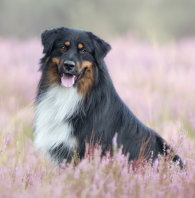  australian shepherd Switch