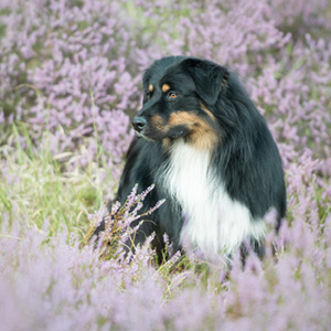 Australian shepherd Switch at 16 months old