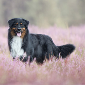 Australian shepherd Switch at 16 months old