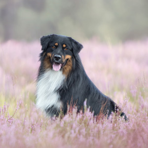 Australian shepherd Switch at 16 months old