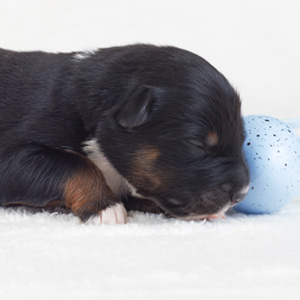 Australian shepherd Switch at 1 week old