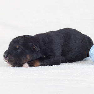 Australian shepherd Switch at 1 week old