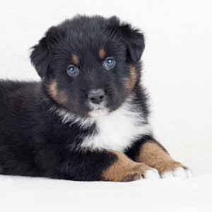 Australian shepherd Switch at 5 weeks old