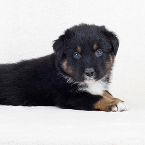 Australian shepherd Switch at 5 weeks old