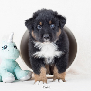 Australian shepherd Switch at 5 weeks old