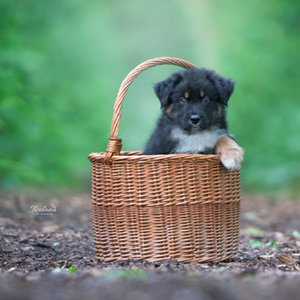 Australian shepherd Switch at 7 weeks old