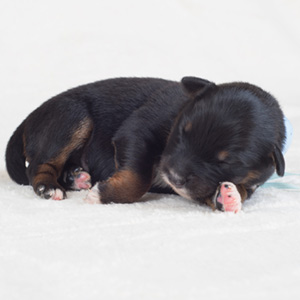 Australian shepherd Switch, 1 week oud