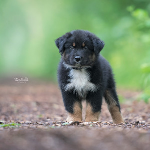 Australian shepherd Switch at 8 weeks old