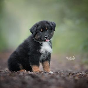 Australian shepherd Switch at 8 weeks old