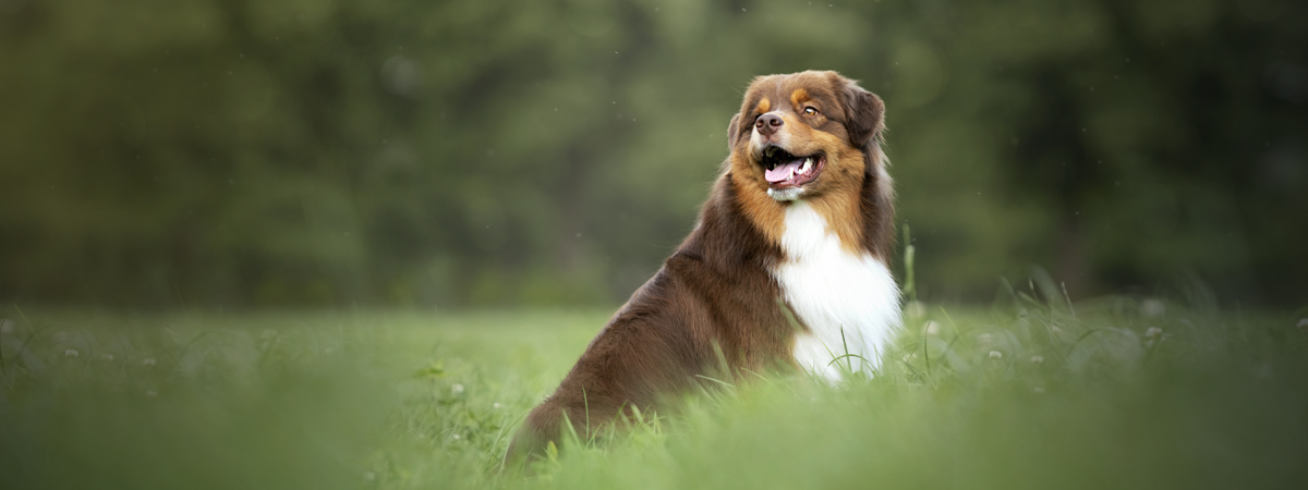 Australische herder