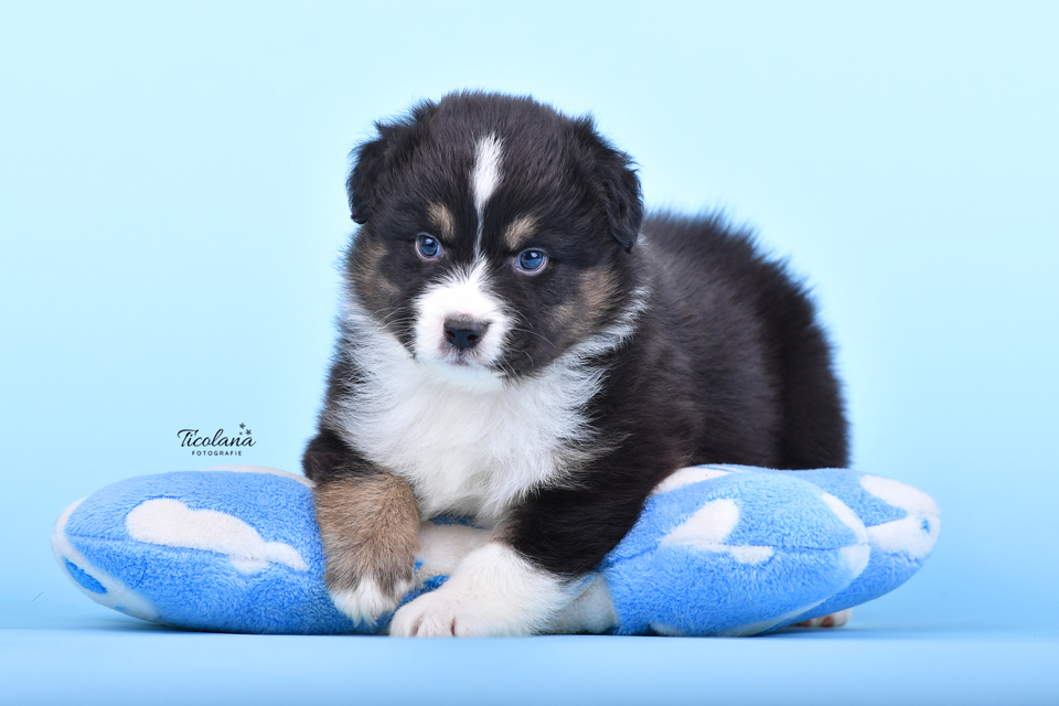 Australische herder pups