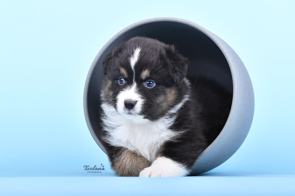 Australische herder pups